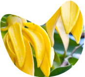 Ylang_ylang.png