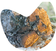 chaga.png