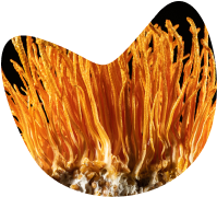 cordyceps.png