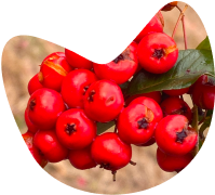 guarana.png