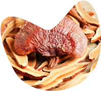 reishi.png